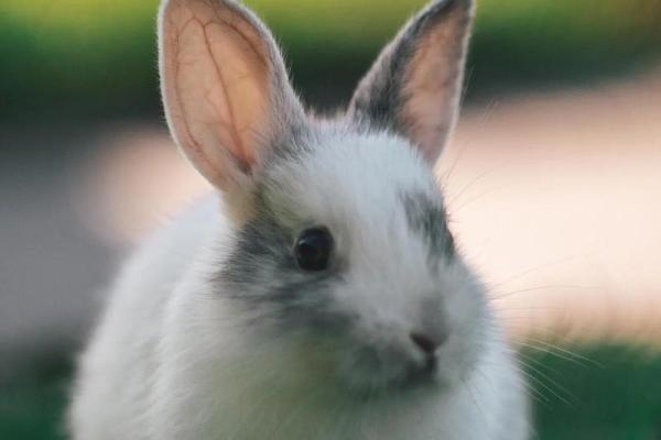 87属兔男2025年运势及运程 87属兔男2025年有三喜 87属兔男2025年运势及运程 87属兔男2025年有三喜