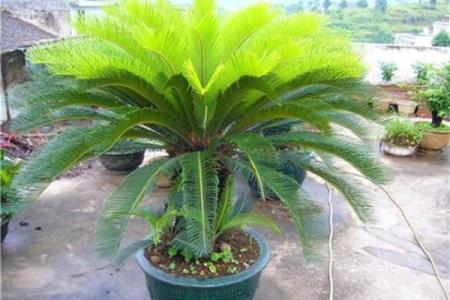 铁树开花是什么生肖