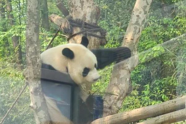 大摇大摆的动物打一个生肖(大摇大摆的动物什么生肖) 大摇大摆的动物打一个生肖(大摇大摆的动物什么生肖)