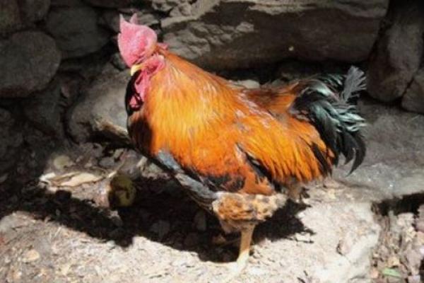 鸡犬升天是什么生肖(鸡犬升天是什么生肖动物图片) 鸡犬升天是什么生肖(鸡犬升天是什么生肖动物图片)