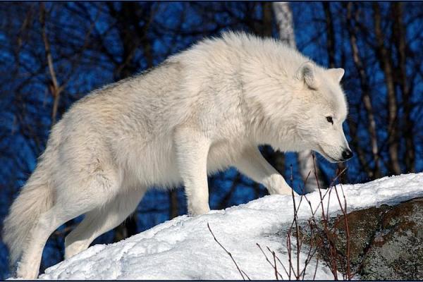 男人梦见狼 吉兆