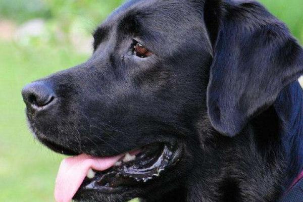 女人梦见黑狗什么预兆 女人梦见黑狗什么预兆