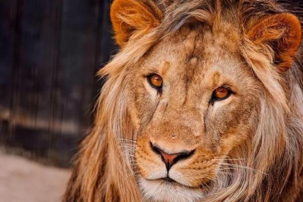 无独有偶是什么生肖动物 无独有偶是什么生肖动物