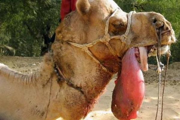 采花大盗是指什么生肖