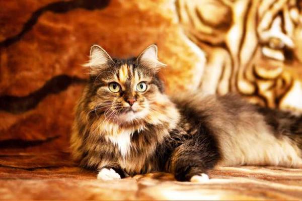 梦见大猫是什么预兆周公解梦 梦见大猫是什么预兆周公解梦