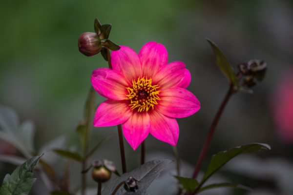 落地生根打一准确生肖(落地生根打一准确生肖最佳答案) 落地生根打一准确生肖(落地生根打一准确生肖最佳答案)
