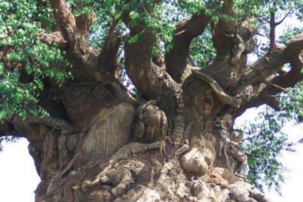 “树大根深”打一最佳准确生肖,树大根深打一最佳生肖答案解释释义落实 “树大根深”打一最佳准确生肖,树大根深打一最佳生肖答案解释释义落实