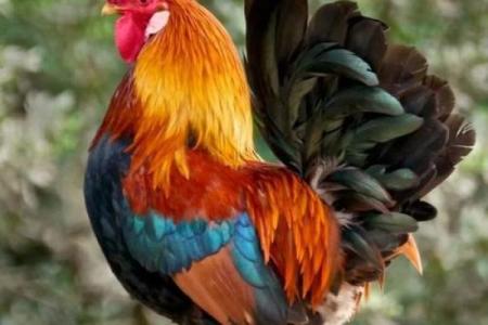 司晨报晓的动物是什么生肖(司晨报晓具体是哪个生肖)