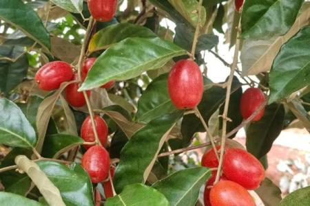 身无分文是什么生肖(身无分文是什么生肖动物)