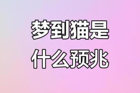 做梦梦到好多猫