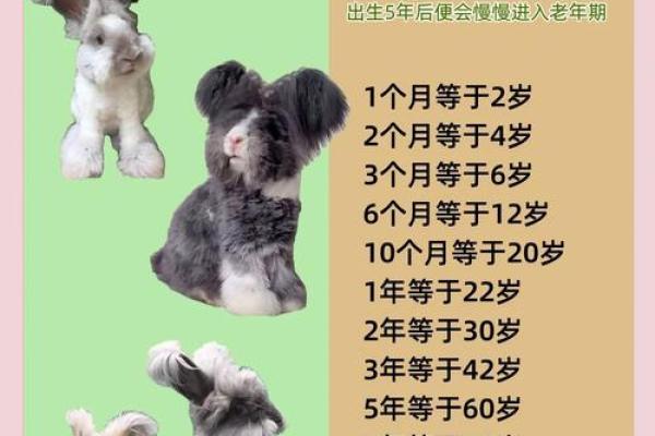 1999年属兔最佳结婚年龄