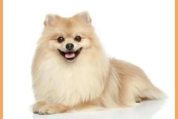 晚上十点出生的属狗男孩怎么取名,用什么字姓名 晚上十点出生的属狗男孩怎么取名,用什么字姓名