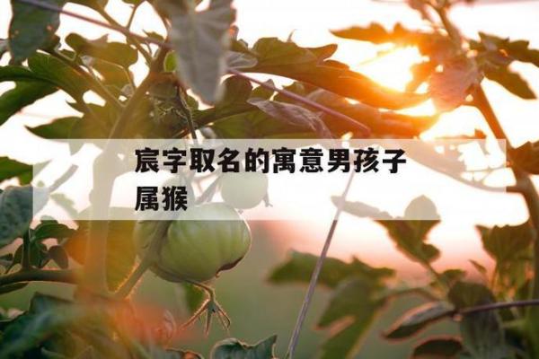 3月份出生的属猴男孩要怎么取名-姓名